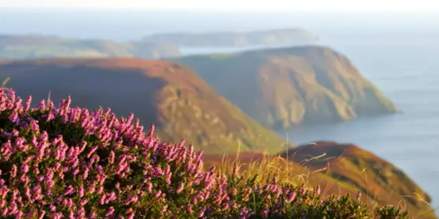Pink flowers overlooking cliff edge